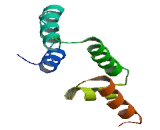 Myeloid Zinc Finger Protein 1 (MZF1)