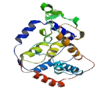 Myo Inositol Oxygenase (MIOX)