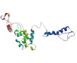 Myocardin (MYOCD)