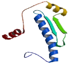 Myocyte Specific Enhancer Factor 2A (MEF2A)