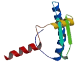 Myocyte Specific Enhancer Factor 2B (MEF2B)