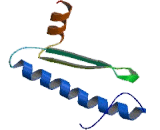 Myocyte Specific Enhancer Factor 2D (MEF2D)