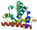 Myoglobin (MYO)