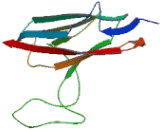 Myosin Binding Protein C, Cardiac (MYBPC3)