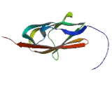 Myosin Binding Protein C, Fast Type (MYBPC2)