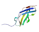 Myosin Binding Protein H (MYBPH)