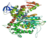 Myosin Heavy Chain 1 (MYH1)