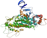 Myosin Heavy Chain 10, Non Muscle (MYH10)