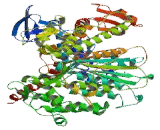 Myosin Heavy Chain 13, Skeletal Muscle (MYH13)