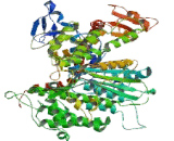 Myosin Heavy Chain 3, Skeletal Muscle, Embryonic (MYH3)