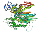 Myosin Heavy Chain 4, Skeletal Muscle (MYH4)