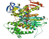 Myosin Heavy Chain 7, Cardiac Muscle, Beta (MYH7)