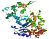 Myosin IB (MYO1B)