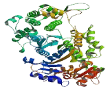 Myosin IC (MYO1C)