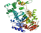 Myosin ID (MYO1D)