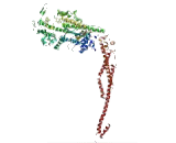 Myosin IF (MYO1F)