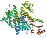 Myosin IH (MYO1H)