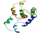 Myosin Light Chain 2 (MYL2)