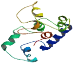 Myosin Light Chain 5, Regulatory (MYL5)