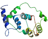 Myosin Light Chain 6, Alkali, Smooth Muscle And Non Muscle (MYL6)