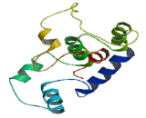 Myosin Light Chain 7, Regulatory (MYL7)