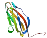 Myosin Light Chain Kinase (MYLK)