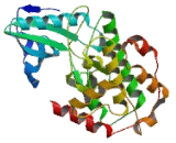 Myosin Light Chain Kinase 2 (MYLK2)