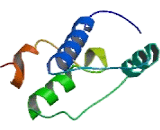 Myosin Light Chain Kinase 3 (MYLK3)