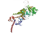 Myosin VB (MYO5B)