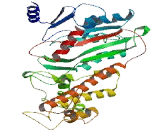 Myosin XIX (MYO19)