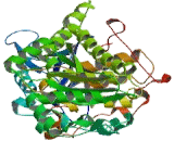 Myotubularin 1 (MTM1)