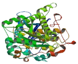 Myotubularin Related Protein 1 (MTMR1)