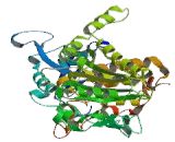 Myotubularin Related Protein 12 (MTMR12)