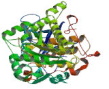 Myotubularin Related Protein 2 (MTMR2)