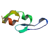 Myotubularin Related Protein 4 (MTMR4)