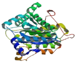 Myotubularin Related Protein 7 (MTMR7)