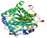 Myotubularin Related Protein 8 (MTMR8)