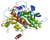 N-Acetylated Alpha Linked Acidic Dipeptidase Like Protein 1 (NAALADL1)