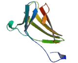 N-Acetylglucosamine-1-Phosphate Transferase Gamma (GNPTg)