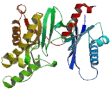 N-Acetylglucosamine Kinase (NAGK)