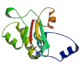 N-Acetylglutamate Synthase (NAGS)