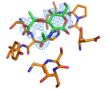 N-Acetylmuramic Acid (MurNAc)