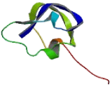 N-Acetylneuraminic Acid Synthase (NANS)