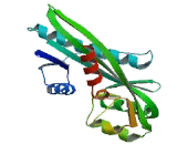 N-Acetylserotonin-O-Methyltransferase Like Protein (ASMTL)