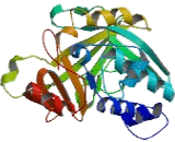 N-Acetyltransferase 1 (NAT1)