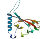 N-Acetyltransferase 10 (NAT10)