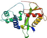 N-Acetyltransferase 14 (NAT14)