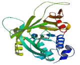 N-Acetyltransferase 3 (NAT3)