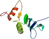 N-Acetyltransferase 4 (NAT4)