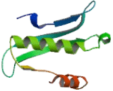 N-Acetyltransferase 5 (NAT5)